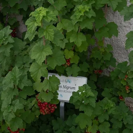 Fiori&vigne Di Cecilia Marcon Gospodarstwo agroturystyczne